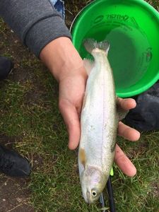 Brown Trout