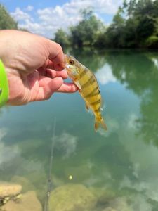 Yellow Perch