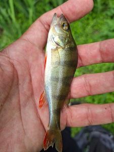 European Perch