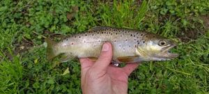 Brown Trout