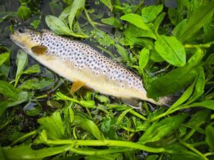 Brown Trout