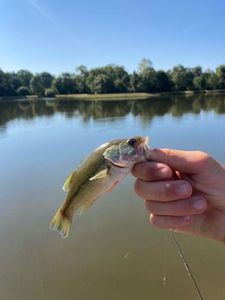 Largemouth Bass