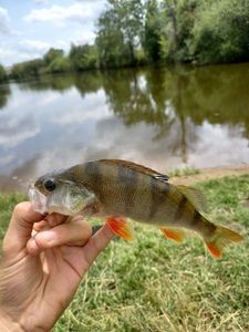 European Perch