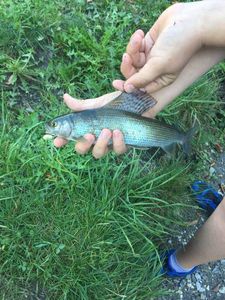 Grayling