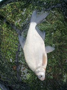 Common Bream