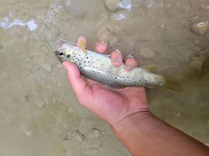 Brown Trout