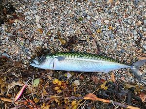 Mackerel