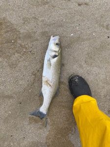 European Bass (Seabass)