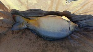 Mirror Carp