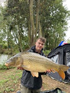 Common Carp