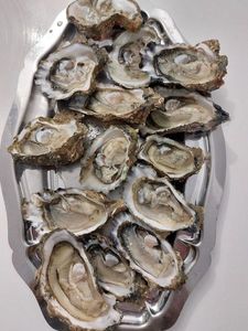 Pacific Oyster