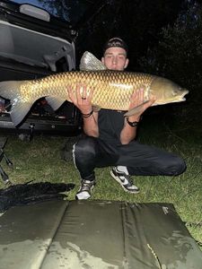 Grass Carp