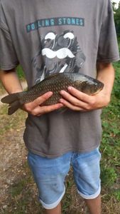 Crucian Carp