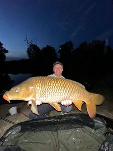 Common Carp