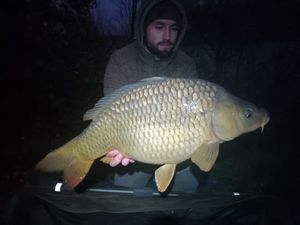 Common Carp