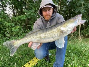 Zander