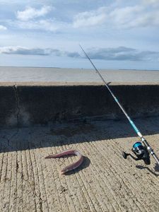Conger