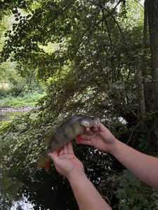 European Perch