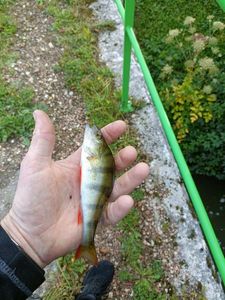 European Perch