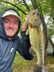 Largemouth Bass