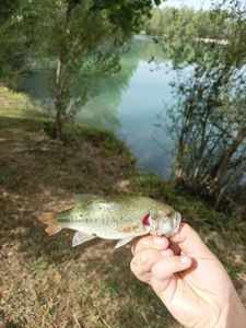 Largemouth Bass