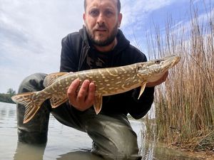 Northern Pike