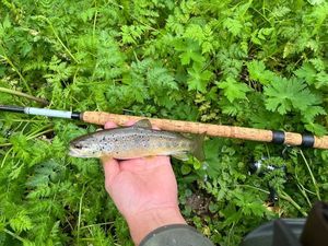 Brown Trout