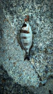 Common Two-banded Seabream