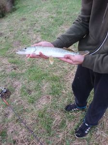 Northern Pike