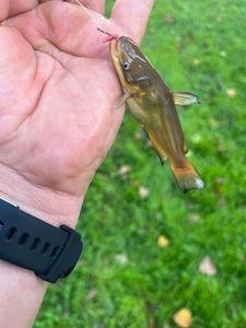 Black Bullhead
