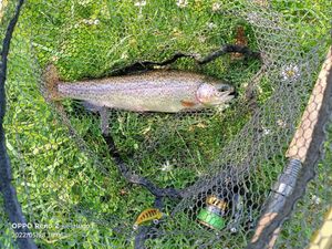 Rainbow Trout