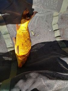 Koï Fish