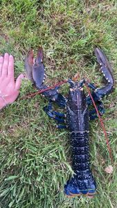 European Lobster
