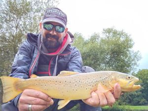 Brown Trout