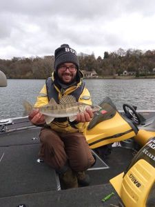 Zander