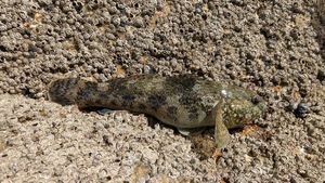 Giant Goby