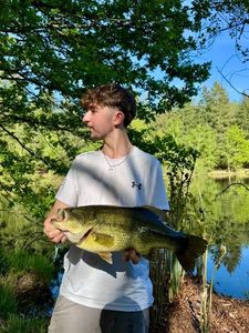 Largemouth Bass