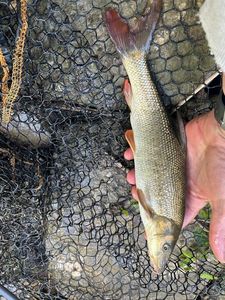 Barbel