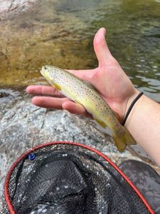 Brown Trout
