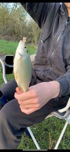 Roach