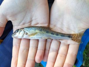 Gudgeon