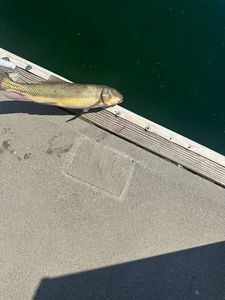 Longnose sucker