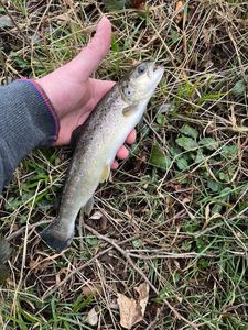 Brown Trout