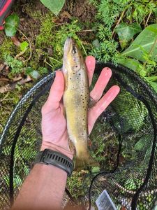 Brown Trout