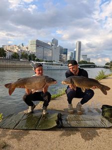 Common Carp