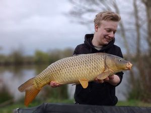 Common Carp