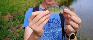 European Perch
