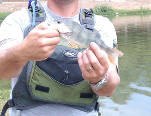 European Perch