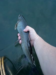 Grayling
