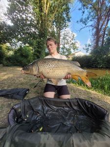 Common Carp
